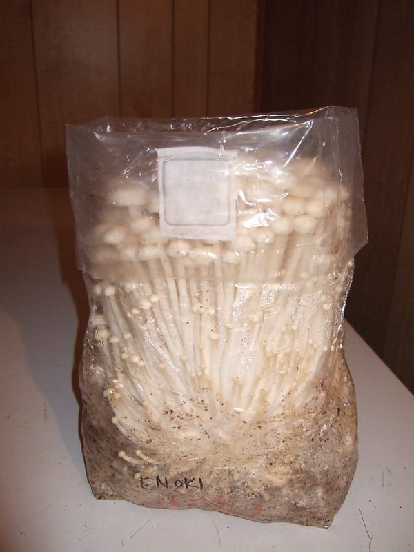Kit De Cueillette De Champignons - Sac Grande Capacité, Cueilleur, Brosse, Gants, Pour Randonnée Et Camping