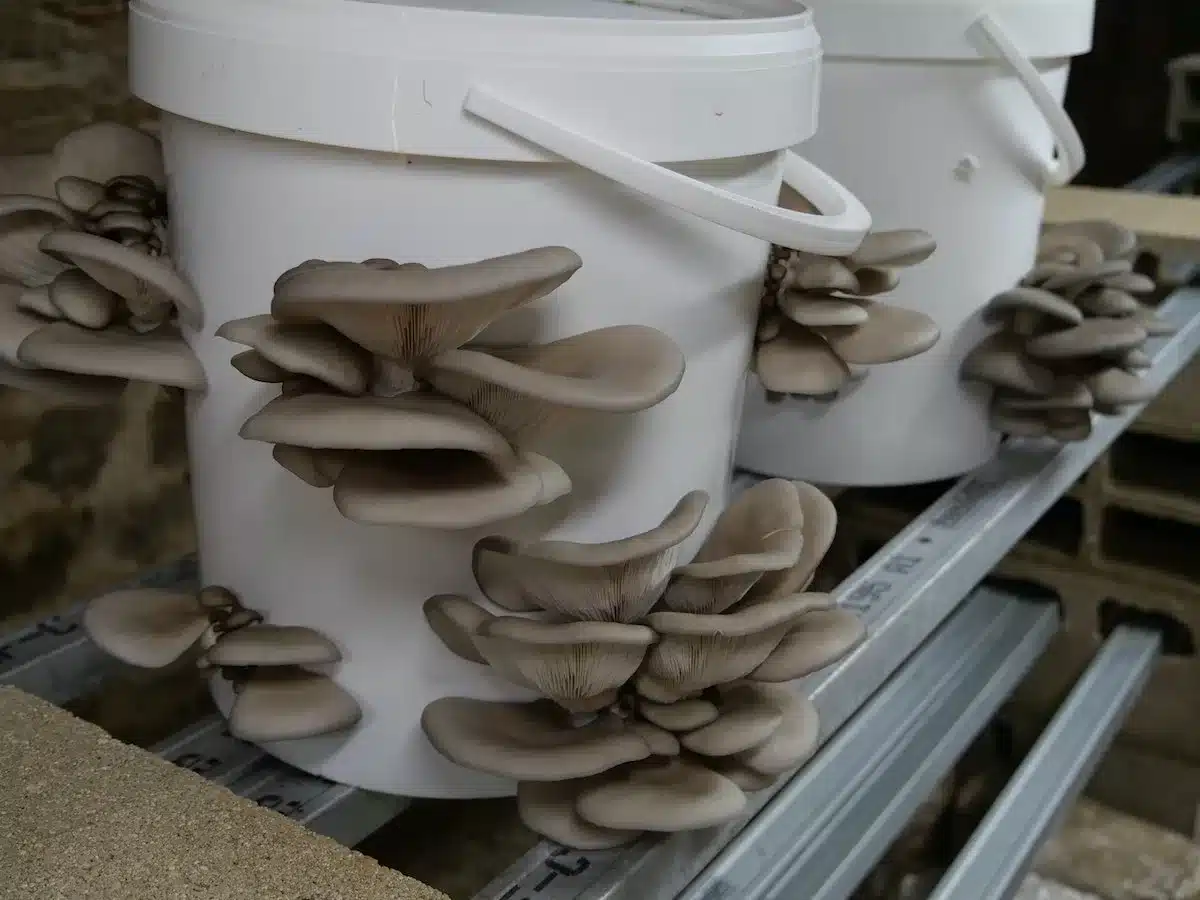 10 Sacs Stérilisés Pour Culture De Champignons - Sacs De Croissance Mycélienne - Humidité Constante - Polypropylène Résistant
