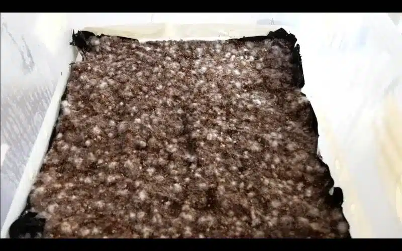 monotub pour cultiver des champignons magiques ou psylocibe cubensis