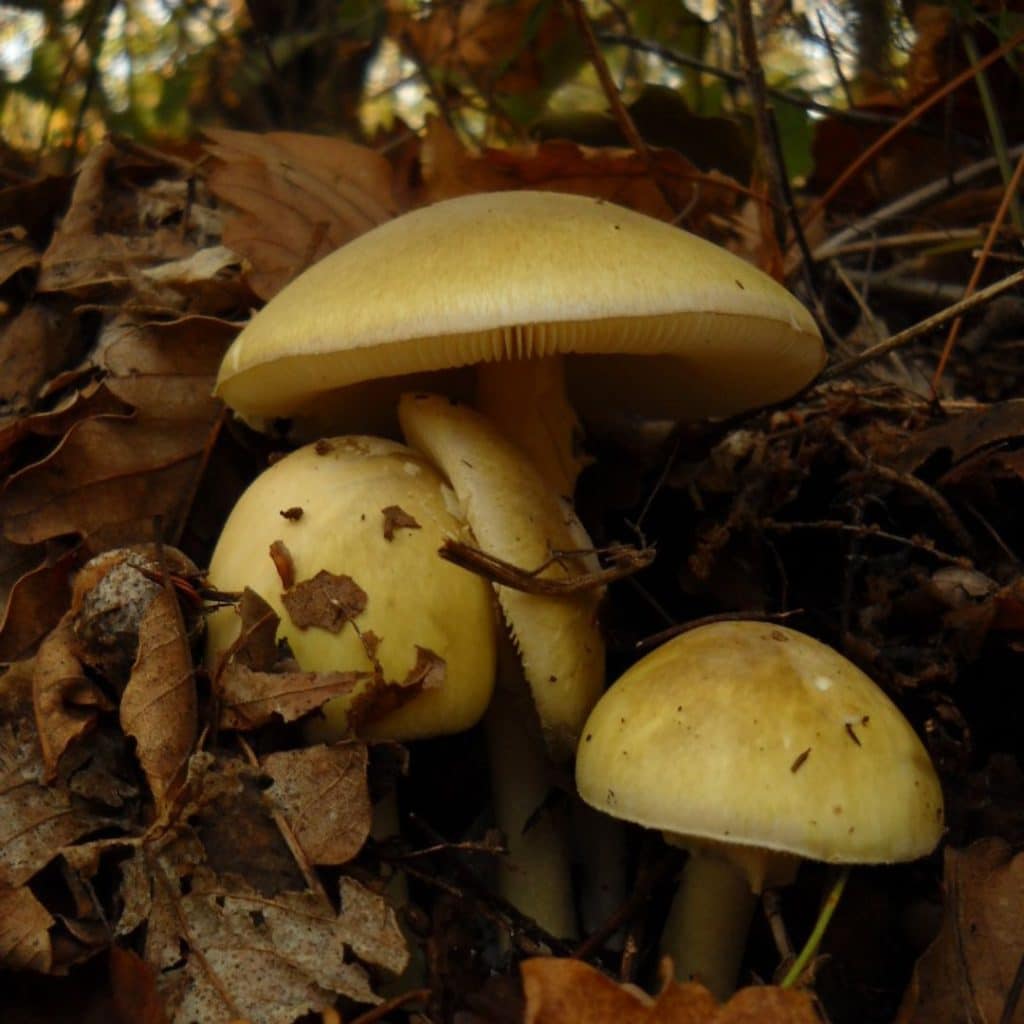 Amanite phalloïde (Death Cap)