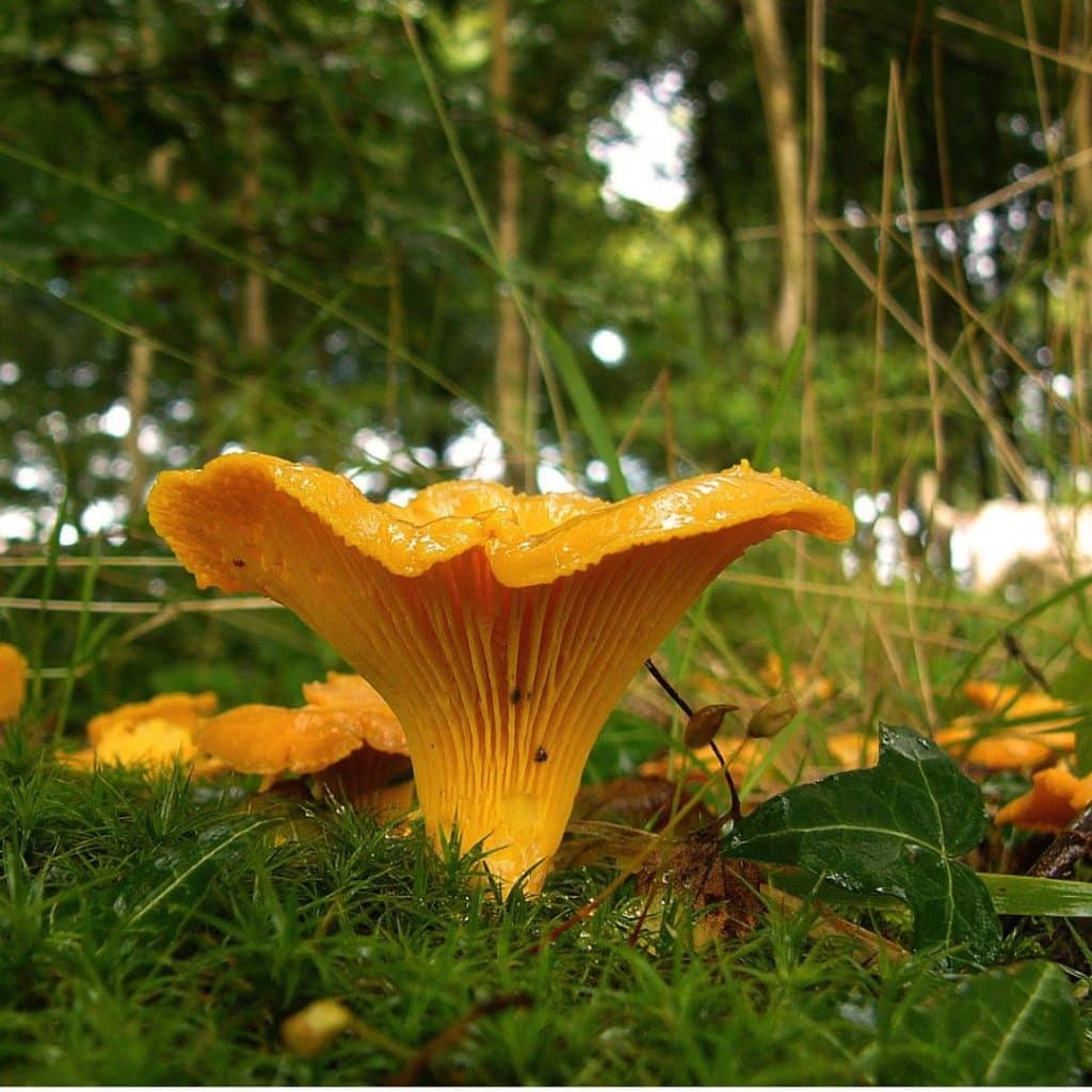 Girolles (Chanterelles)