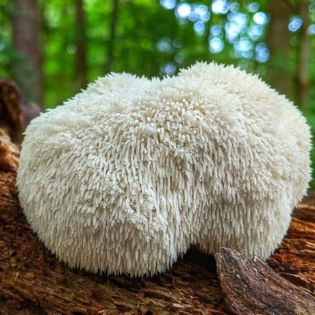 Hydne hérisson (Hericium erinaceus