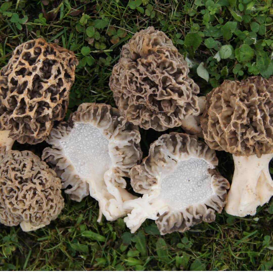 Comment identifier les champignons comestibles — free download