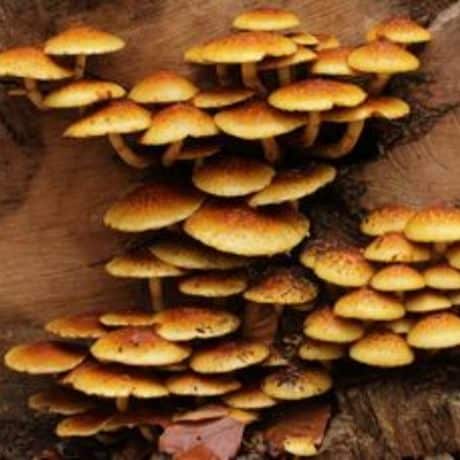 Pholiote du châtaignier (Pholiota adiposa)