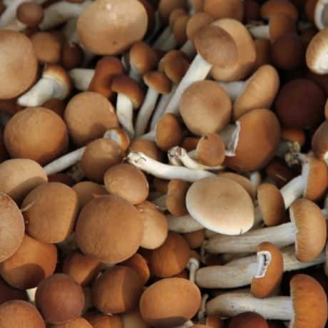 Pholiote du peuplier (Cyclocybe aegerita, pioppino )