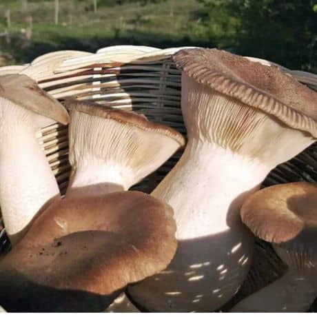 Pleurote de panicaut (Pleurotus eryngii