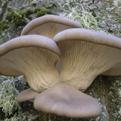 Pleurote gris (Pleurotus ostreatus)
