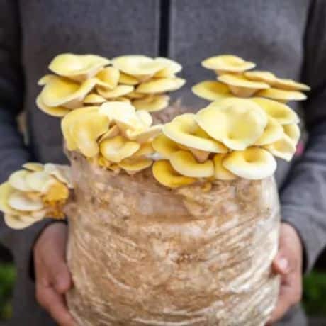 Pleurote jaune (Pleurotus citrinopileatus)