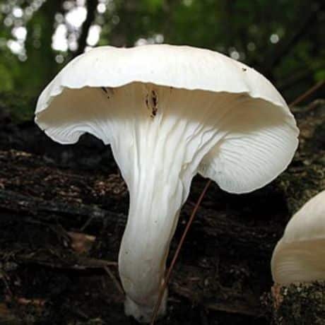Pleurote pulmonaire (Pleurotus pulmonarius)