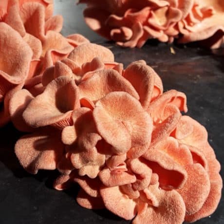 Pleurote rose (Pleurotus djamor)