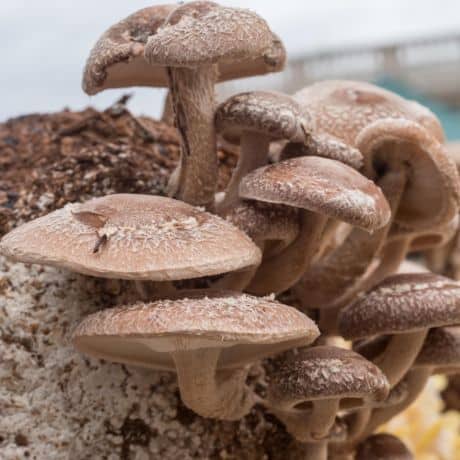 Shiitake (Lentinula edodes)