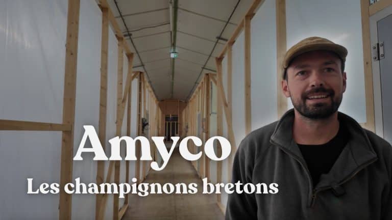 amyco