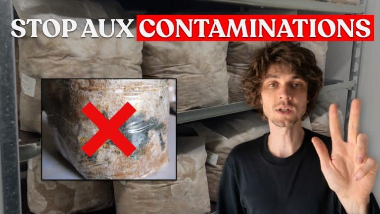 erreurs substrat champignon