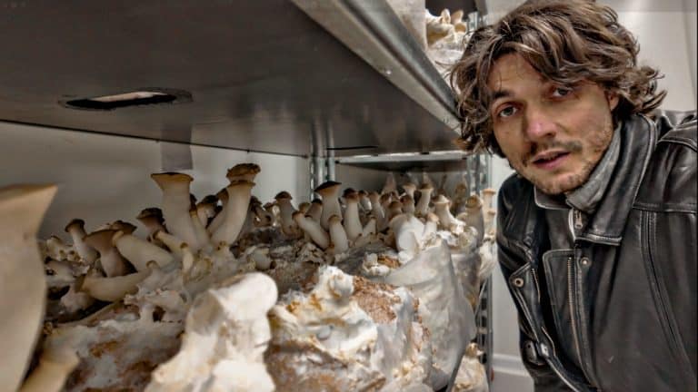 co2 ventilation et champignons qui ont des longs pieds