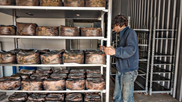 Substrat pour culture de champignons fabriqué maison et pasteurisé.