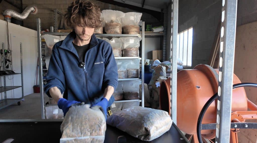 Mélange des sacs de substrats de champignons.