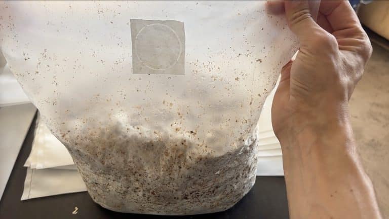 obstacle à la culture de champignons sans plastique