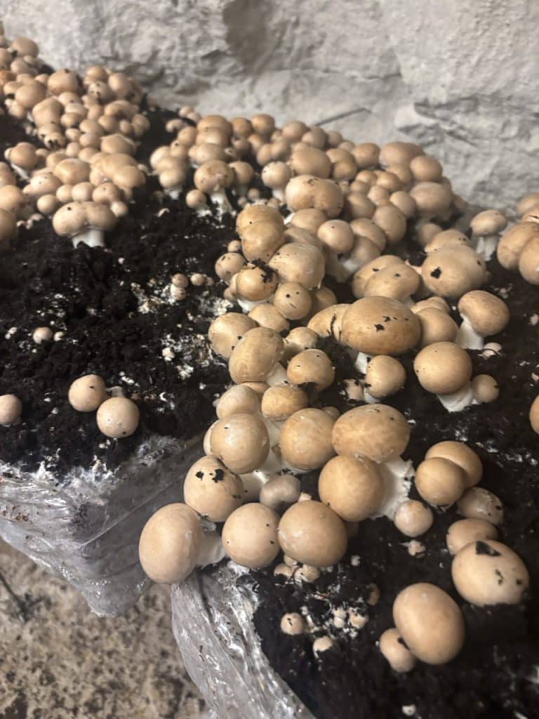 champignon de Paris dans une carrière