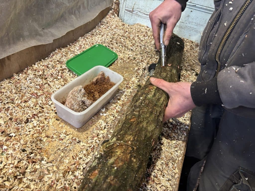 inoculation de bûches pour la culture du shiitake