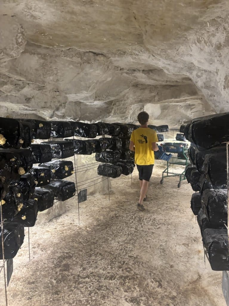 des pleurotes dans une cave troglodyte