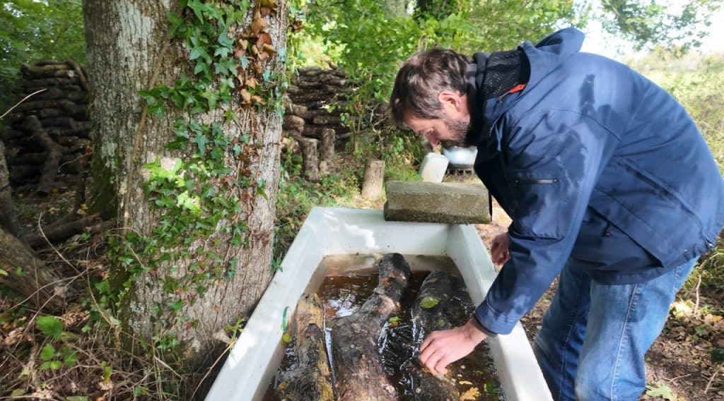 trempage de bûches de shiitake pour stimuler la fructification